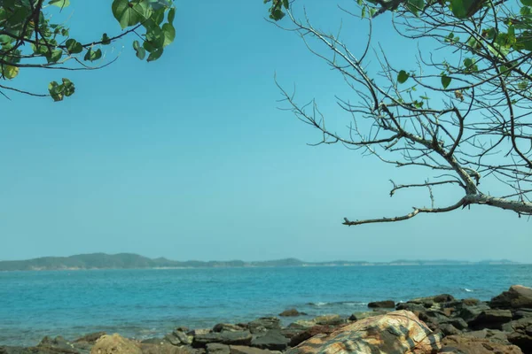 Les Roches Floues Sur Plage Sont Des Arbres Secs Des — Photo