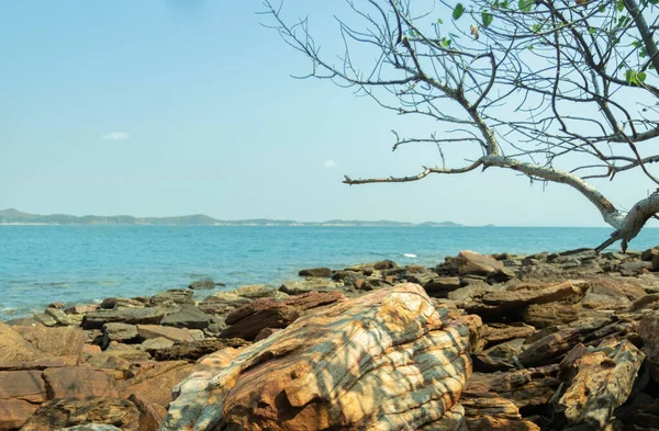 Sahildeki Bulanık Kayalar Kuru Ağaçlar Dallardır Arka Plan Olarak Mavi — Stok fotoğraf