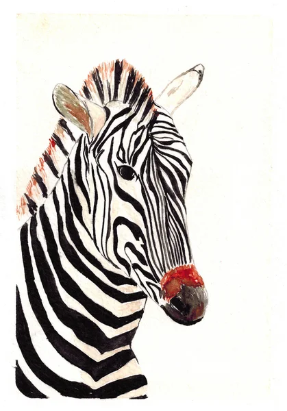 Aquarel wild Zebra kunst — Stockfoto