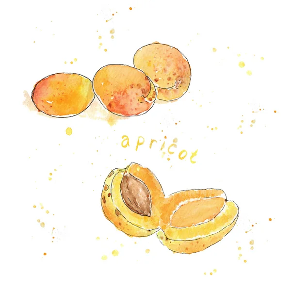 Sketch watercolor apricot with blot — Stock Photo, Image