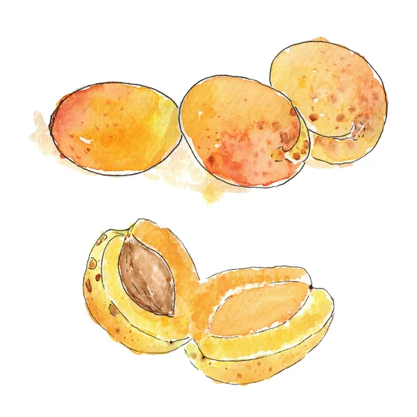 Sketch Watercolor apricot isolated — Stock Photo, Image