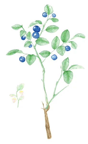 고립 된 수채화 블루베리 식물 그림 — 스톡 사진