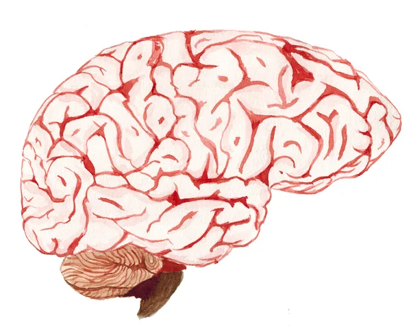 分離された水彩画の脳の図 — ストック写真