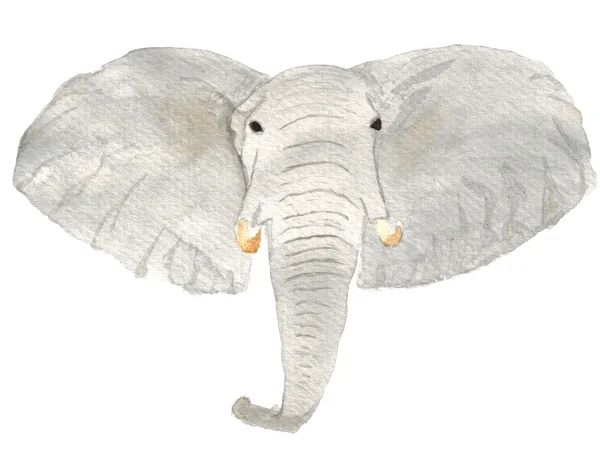 孤立的水彩大象头 — 图库照片