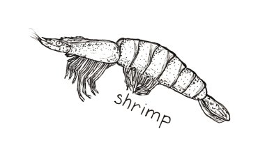 Elle çizilmiş kroki grafik karides üzerinde beyaz izole yazı ile