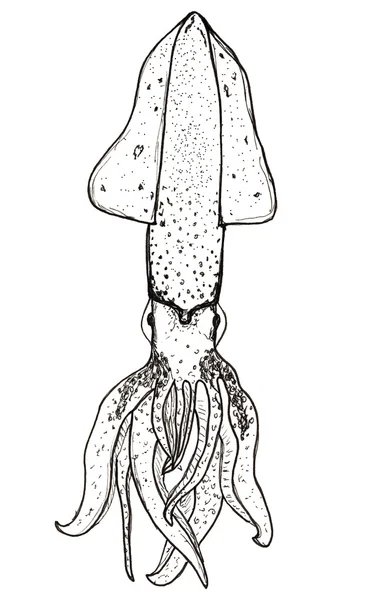 Calamaro grafico disegnato a mano isolato su bianco — Foto Stock
