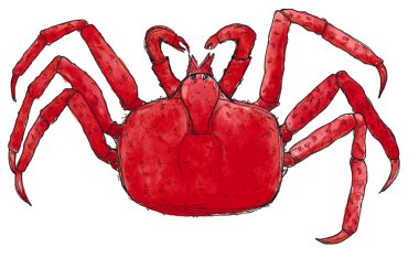 Suluboya elle çizilmiş kroki grafikleri Yengeç izole