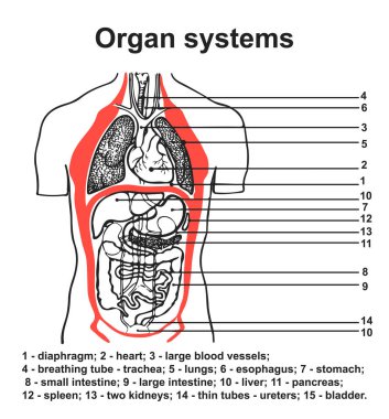 Human body organ systems detailed chart for anatomy presentation. Scalable vector illustration. Medical detailed poster internal organs of man. Lungs, heart, stomach, intestines, kidneys, bladder clipart