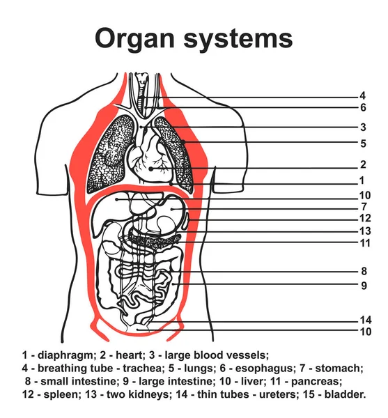 Systémy Lidských Orgánů Podrobná Mapa Pro Prezentaci Anatomie Škálovatelná Vektorová — Stockový vektor