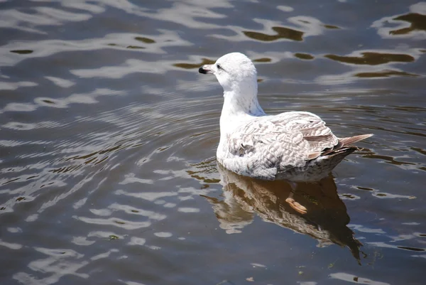 Aves no lago. — Fotografia de Stock