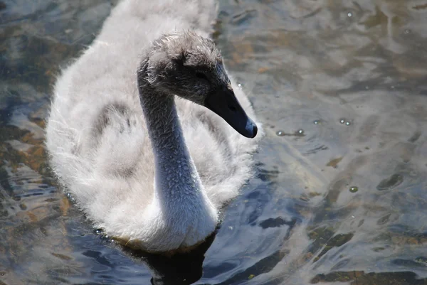 Canard dans un lac. — Photo