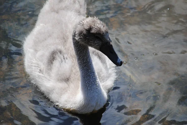 Oiseaux au lac. — Photo