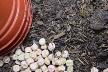 Bahçe tohumları - bezelye tohumları 