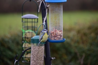 Bir kuş besleyici kuşlarda Bahçe. 