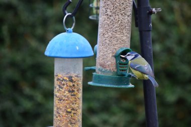 Bir kuş besleyici kuşlarda Bahçe. 