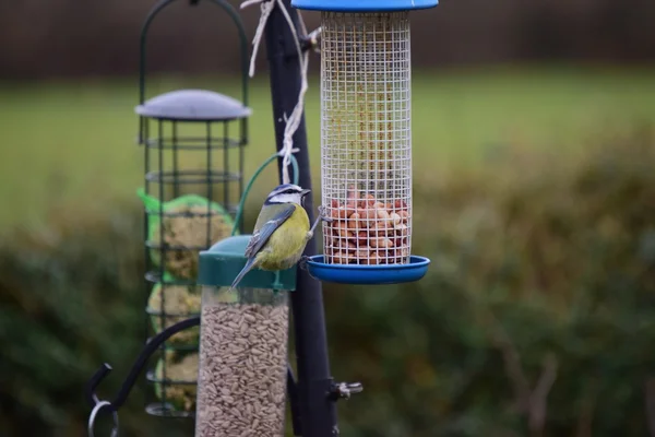 Garden fåglar på en fågelbordet. — Stockfoto