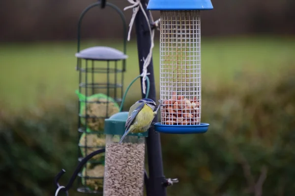 Pássaros de Jardim em um alimentador de pássaros . — Fotografia de Stock