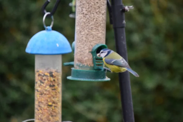 Gartenvögel am Vogelfutterhäuschen. — Stockfoto