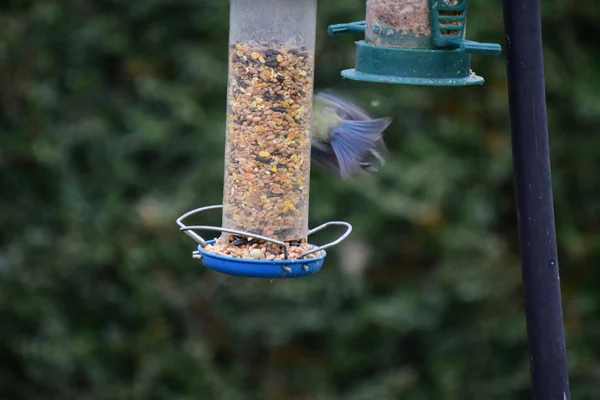 Gartenvögel am Vogelfutterhäuschen. — Stockfoto