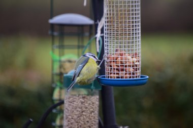 Bir kuş besleyici kuşlarda Bahçe. 