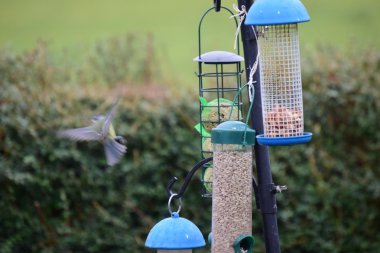 Bir kuş besleyici kuşlarda Bahçe. 