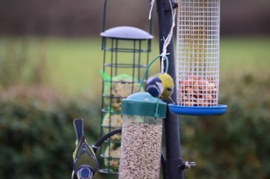 Bir kuş besleyici kuşlarda Bahçe. 