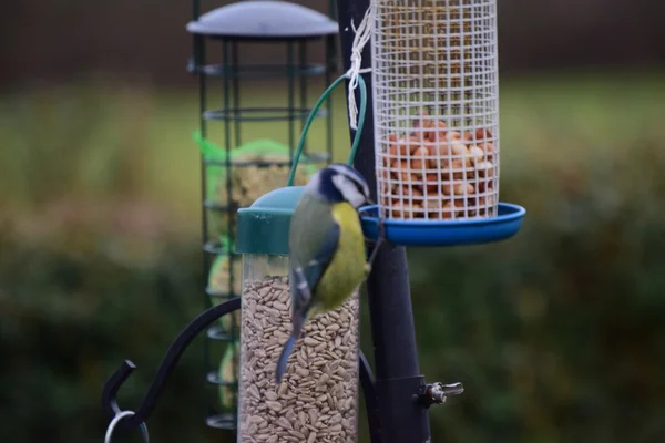 Oiseaux de jardin sur une mangeoire à oiseaux . — Photo