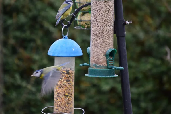 Giardino Uccelli su un alimentatore di uccelli . — Foto Stock