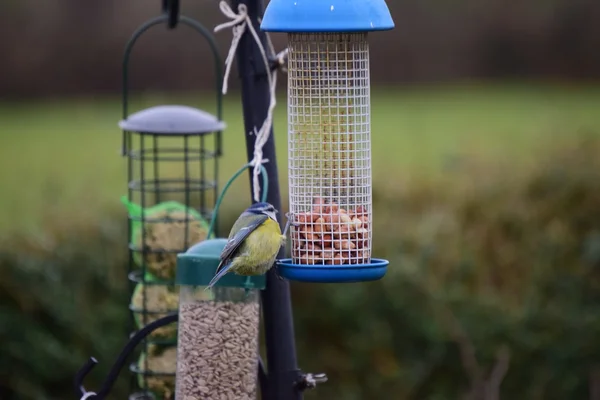 Oiseaux de jardin sur une mangeoire à oiseaux . — Photo
