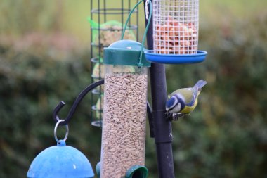 Bir kuş besleyici kuşlarda Bahçe. 