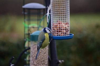 Bir kuş besleyici kuşlarda Bahçe. 