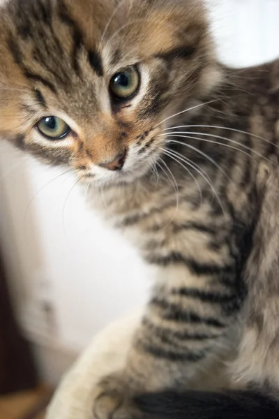 sevimli genç kedi 