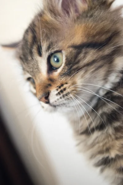 Roztomilá mladá kočka — Stock fotografie