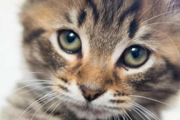 Gato bonito jovem — Fotografia de Stock