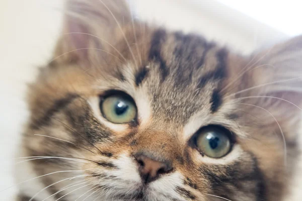 Симпатичная молодая кошка — стоковое фото