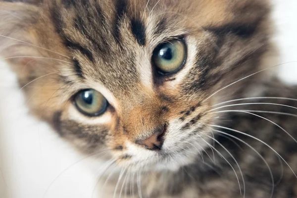 Cute Young cat — Stock Photo, Image