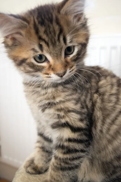 かわいい若い猫 — ストック写真