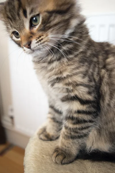 Roztomilá mladá kočka — Stock fotografie
