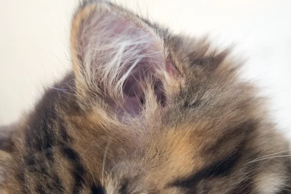 Lindo gato joven — Foto de Stock