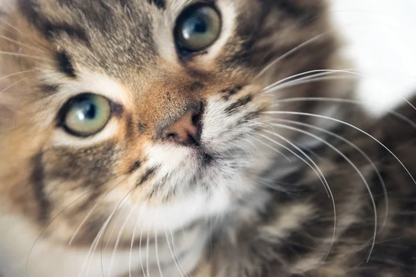 Gato bonito jovem — Fotografia de Stock