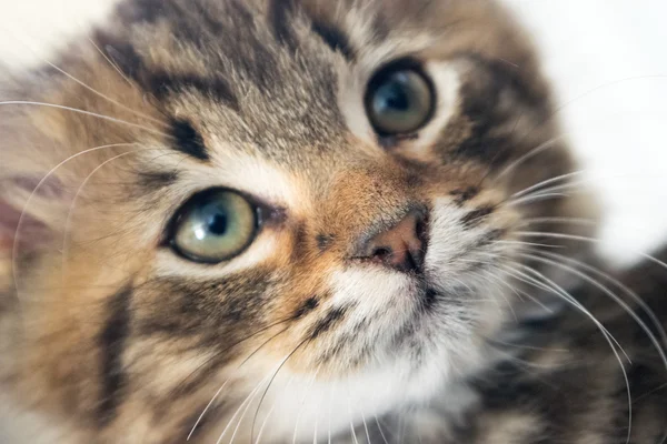 Gato bonito jovem — Fotografia de Stock