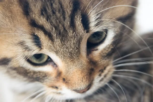 Gato bonito jovem — Fotografia de Stock