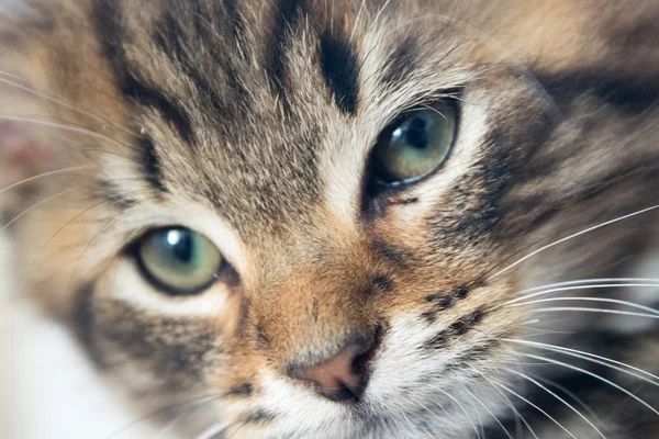 Gato bonito jovem — Fotografia de Stock