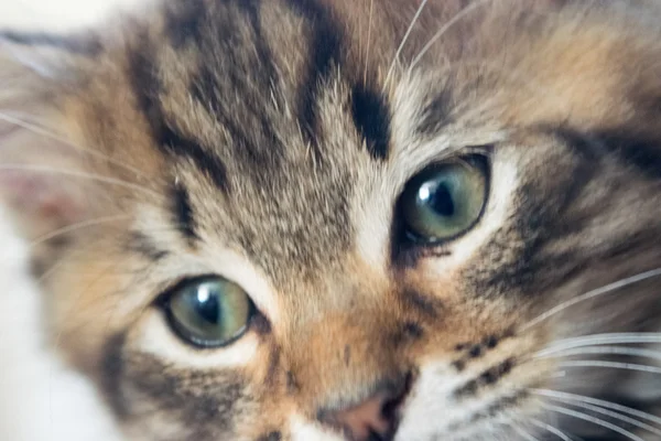 Милий молодий кіт — стокове фото