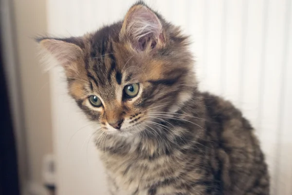 Süße junge Katze — Stockfoto