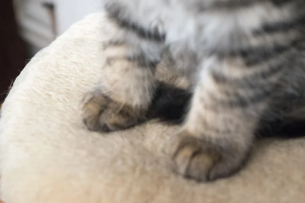 Süße junge Katze — Stockfoto