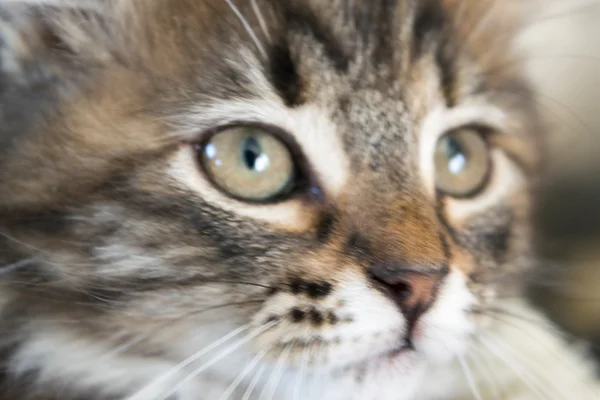 Gato bonito jovem — Fotografia de Stock