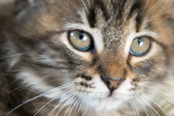 sevimli genç kedi 