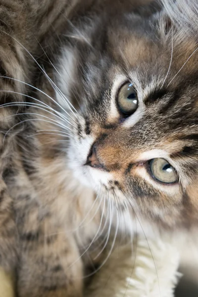 Gato bonito jovem — Fotografia de Stock