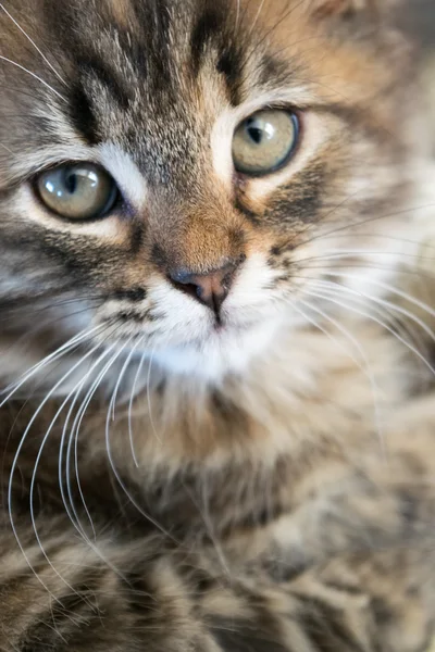 Gato bonito jovem — Fotografia de Stock